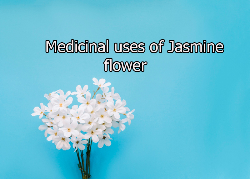 Medicinal uses of Jasmine flower