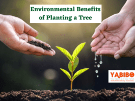 10 Environmental Benefits of Planting a Tree