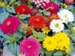 5 Best Winter Season Flower Seeds in India
