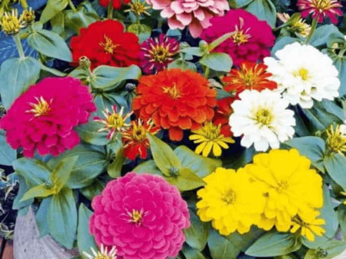 5 Best Winter Season Flower Seeds in India