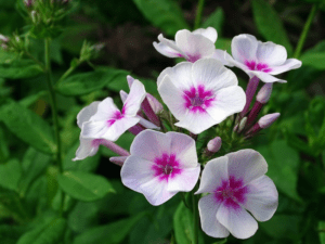 5 Best Winter Season Flower Seeds in India