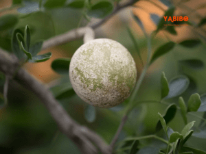 Top benefits of wood apple during pregnancy