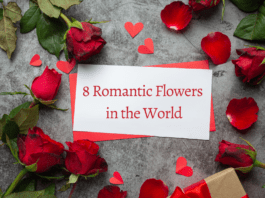 8 Romantic Flowers in the World