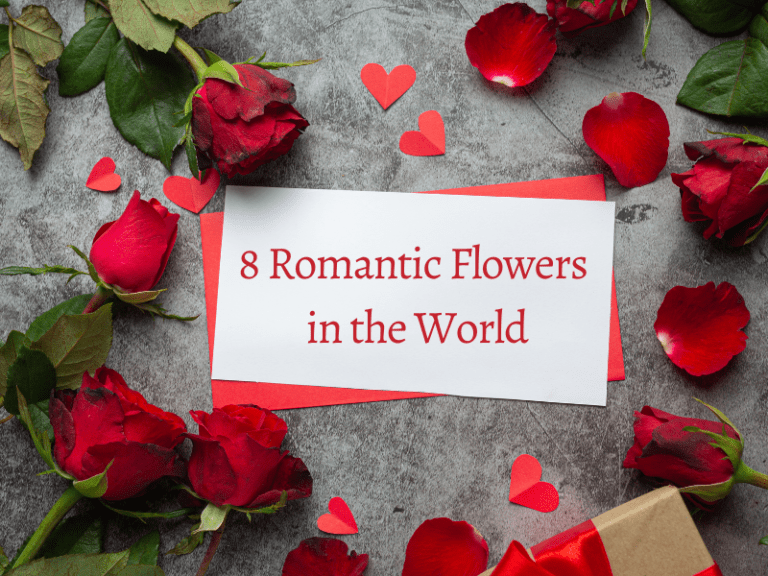 8 Romantic Flowers in the World