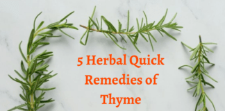 5 Herbal Quick Remedies of Thyme