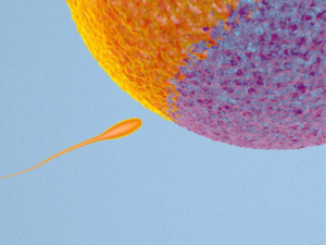 Can the woman get pregnant with Azoospermia?