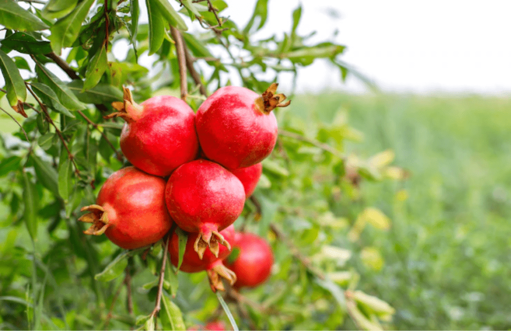 10 Advantages of Pomegranate Benefits for Pregnancy