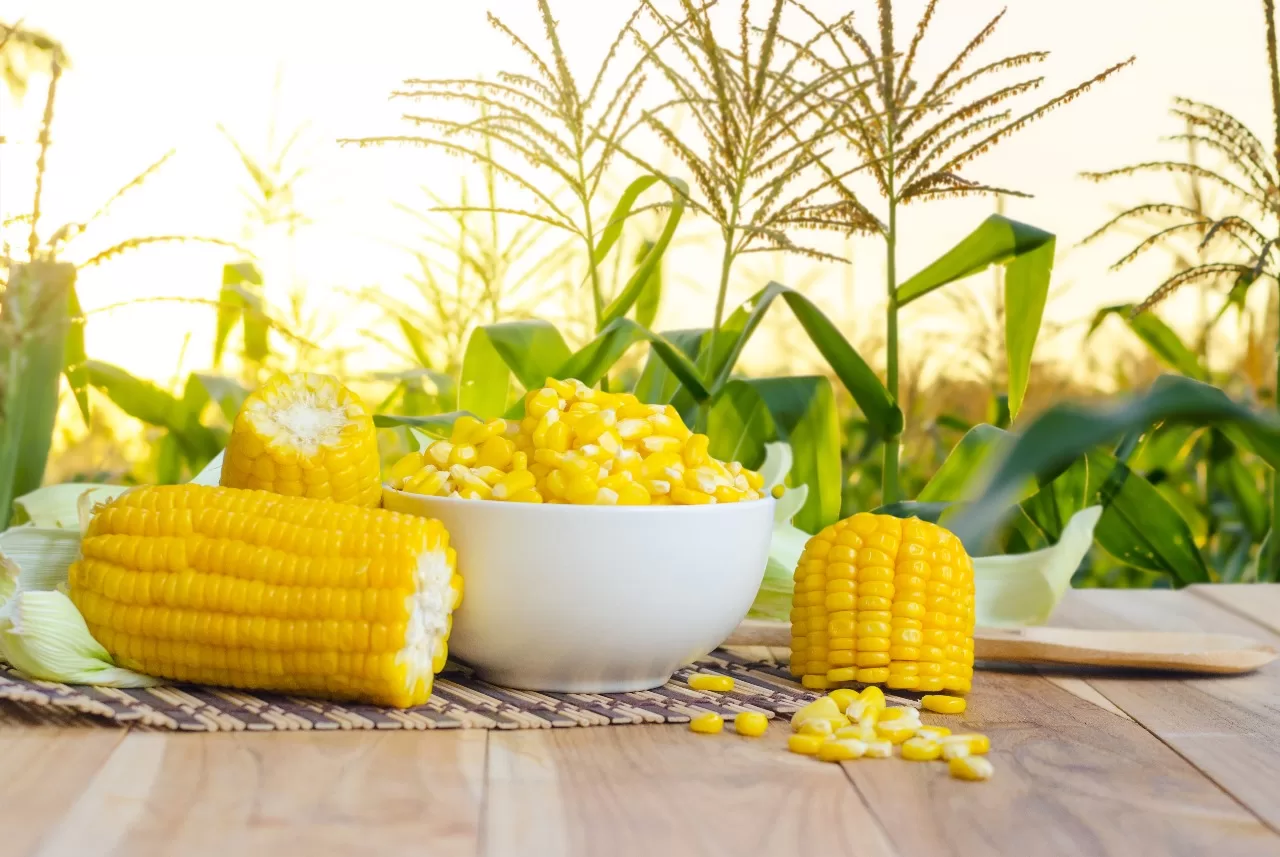 Exploring the Health Benefits of Sweet Corn 