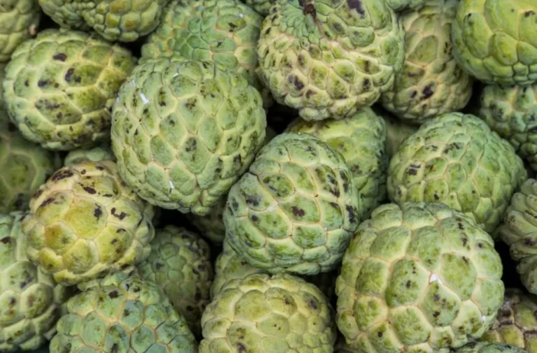 Sweet Health Secret: Custard Apple Incredible Health Benefits