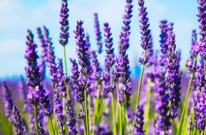 Find Calmness: Best Flowers for Relaxation and Stress  Relief 