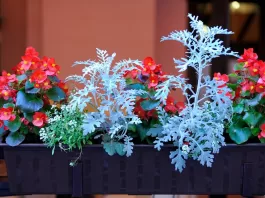 Top Seasonal Winter Flowers to Brighten One’s Garden